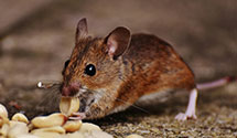 vole-control Experts in Boggstown